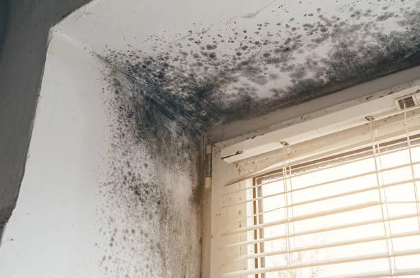 Affordable Mold Inspection And Testing solutions in DeWitt, MI